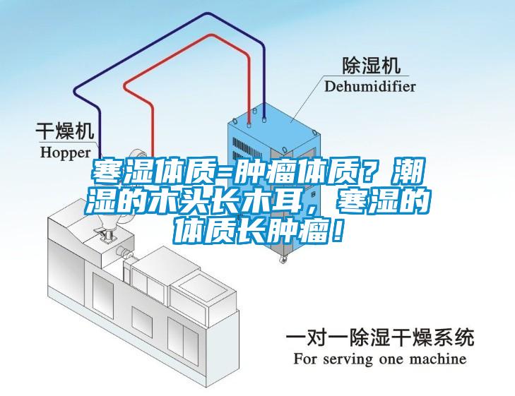 寒濕體質=腫瘤體質？潮濕的木頭長木耳，寒濕的體質長腫瘤！